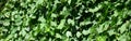 Texture of a wall overgrown with ivy from green leaves in a vineyard Royalty Free Stock Photo