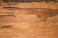 Texture wall wood termites