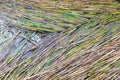 texture of water reeds on the surface of the lake, background of cut reeds