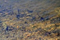 Texture of water surface. The surface of the river near the shore on a sunny spring day