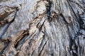 Texture of wavy bark of old tree. Surface of wood in day light. Horizontal. Drift-wood. Closeup. Royalty Free Stock Photo