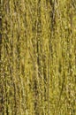 Texture of Weeping willow plants, vertical shot