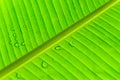 Texture Of A Wet Banana Leaf Royalty Free Stock Photo