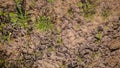 Texture of wet brown dirt mud