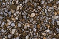 texture of wet seastone in daylight Royalty Free Stock Photo