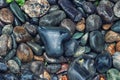 Texture Of Wet Stones On The River Bank. Pebble Heart-shaped And Colored Pebbles And Wet