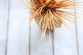 Texture of wheat ears with a branch of cotton in a vase against a tree