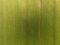Texture Of Wheat Field. Background Of Young Green Wheat On The Field. Photo From The Quadrocopter. Aerial Photo Of The Wheat Field