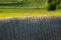 Texture of wheat straw. Close-up, front view. Dried hay on rolls Royalty Free Stock Photo