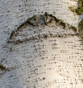 Texture of white bark of birch tree Royalty Free Stock Photo