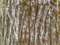 Texture of the white bark of a tree with green moss and lichen Royalty Free Stock Photo