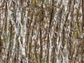 Texture of the white bark of a tree with green moss and lichen, as seamless Royalty Free Stock Photo