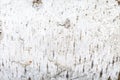 Texture of white birch bark. close-up