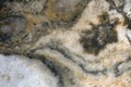 Texture of white-brown fossilized coral Royalty Free Stock Photo