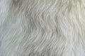 Texture white fur polar fox Royalty Free Stock Photo
