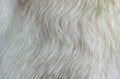 Texture white fur polar fox