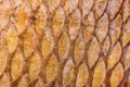 Texture of wild common carp skin Royalty Free Stock Photo