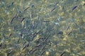 The texture of wildlife. A flock of fish in the morning sun. Glare and waves on the surface of the water. Azure color.