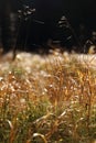 Dry leave of grass on the grass background Royalty Free Stock Photo
