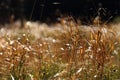 Dry leave of grass on the grass background Royalty Free Stock Photo