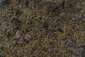 Texture of withered grass. Lifeless background image. Siberian soil