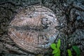 The texture of wood for background