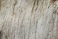 Texture of wood&bark
