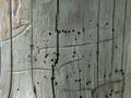Texture of wood with bark beetle passages. Under the bark. Insect passages, natural pattern. Background, texture