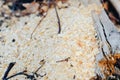 Texture of wood chips and sawdust close-up Royalty Free Stock Photo