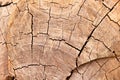 Texture wood cross section rings with cracked patterns of tree trunk nature background Royalty Free Stock Photo