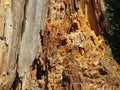Texture of wood inside an old stump. Royalty Free Stock Photo