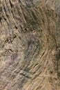 Texture wood Natural wood surface, ideal for backgrounds and textures Royalty Free Stock Photo
