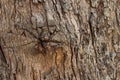 Texture wood Natural wood surface, ideal for backgrounds and textures. Royalty Free Stock Photo