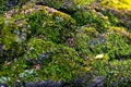 Texture of the wood overgrown with green moss Royalty Free Stock Photo