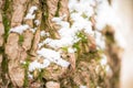 The texture of the wood overgrown with moss Royalty Free Stock Photo