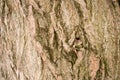 The texture of the wood overgrown with moss Royalty Free Stock Photo