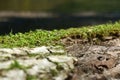 The texture of the wood overgrown with moss. Closeup photo Royalty Free Stock Photo