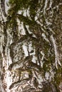 the texture of the wood overgrown with moss Royalty Free Stock Photo