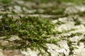 The texture of the wood overgrown with moss. Closeup photo Royalty Free Stock Photo