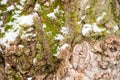 The texture of the wood overgrown with moss Royalty Free Stock Photo