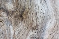 Texture. Wood pattern. Texture of a tree. Front view photos. Royalty Free Stock Photo