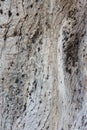 Texture. Wood pattern. Texture of a tree. Front view photos. Royalty Free Stock Photo