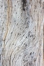 Texture. Wood pattern. Texture of a tree. Front view photos. Royalty Free Stock Photo
