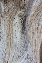 Texture. Wood pattern. Texture of a tree. Front view photos. Royalty Free Stock Photo