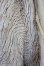 Texture. Wood pattern. Texture of a tree. Front view photos. Royalty Free Stock Photo