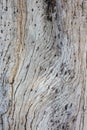 Texture. Wood pattern. Texture of a tree. Front view photos. Royalty Free Stock Photo