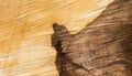 Texture of wood plank surface background Royalty Free Stock Photo