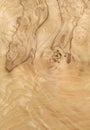 Texture of wood roots Royalty Free Stock Photo