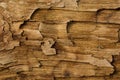 Texture. Wood. Royalty Free Stock Photo