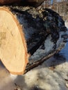 The texture of a wooden log. Birch bark close-up. Birch texture. Sawing light birch. Roundwood cutting